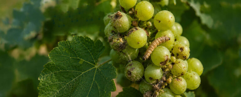 Cryptoblabes dans les vignes : protégez naturellement les grappes avec AURA-SPRAY® et la chabasite micronisée