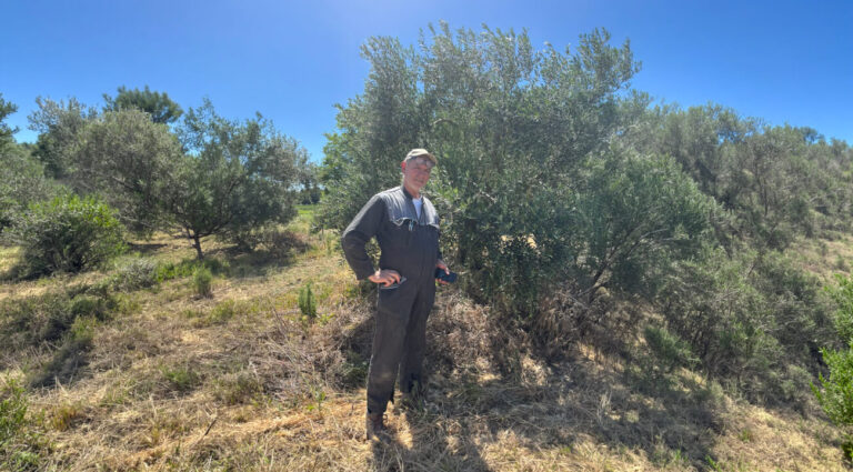 Mouche de l’olive : le retour d’expérience de Dominique Sarda, Président Directeur de la Cuma de la grappe occitane à Quarante (34), avec AURA-Spray