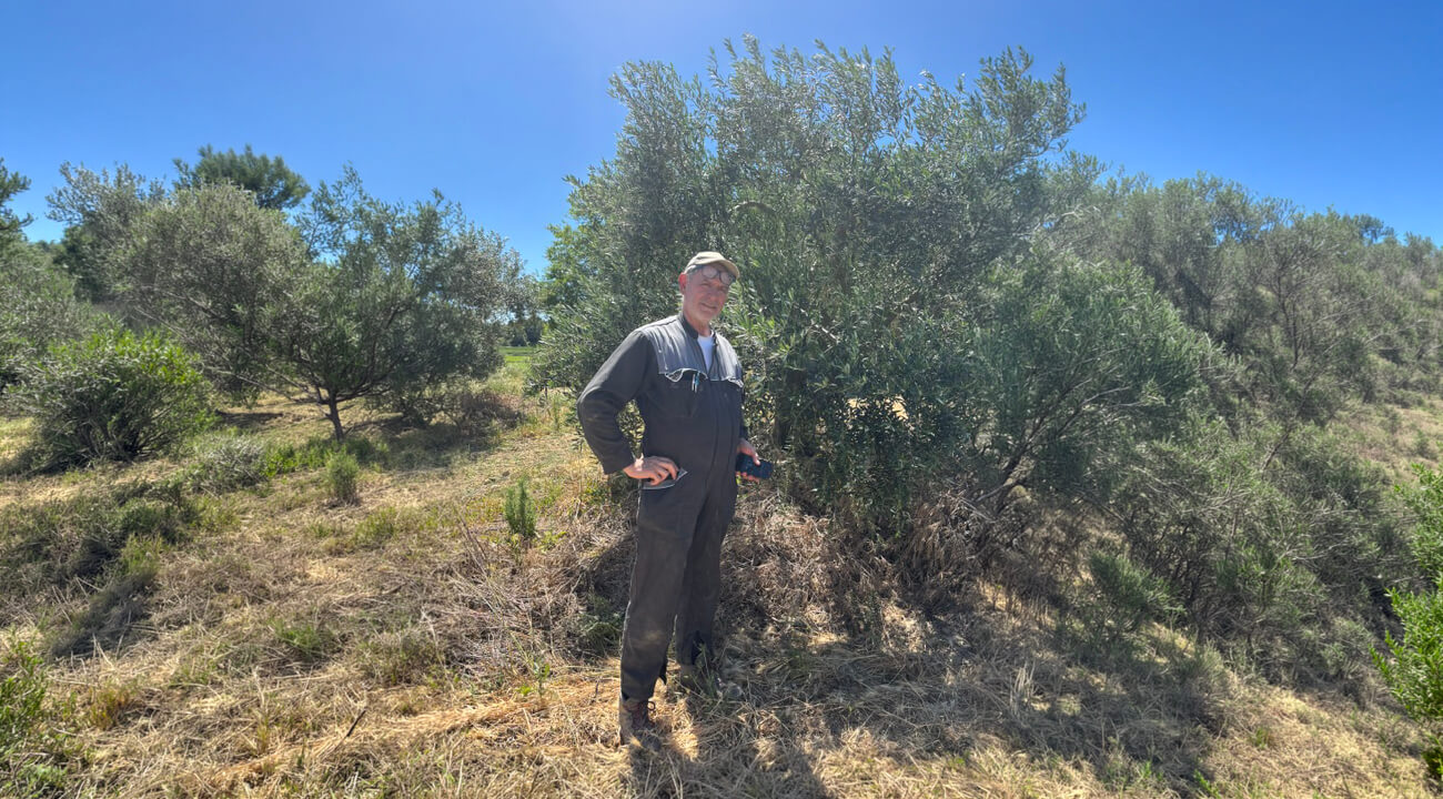 Mouche de l’olive : le retour d’expérience de Dominique Sarda avec AURA-Spray